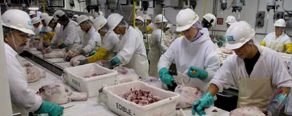 Meat Cutting workers in yellow helmets cutting meat